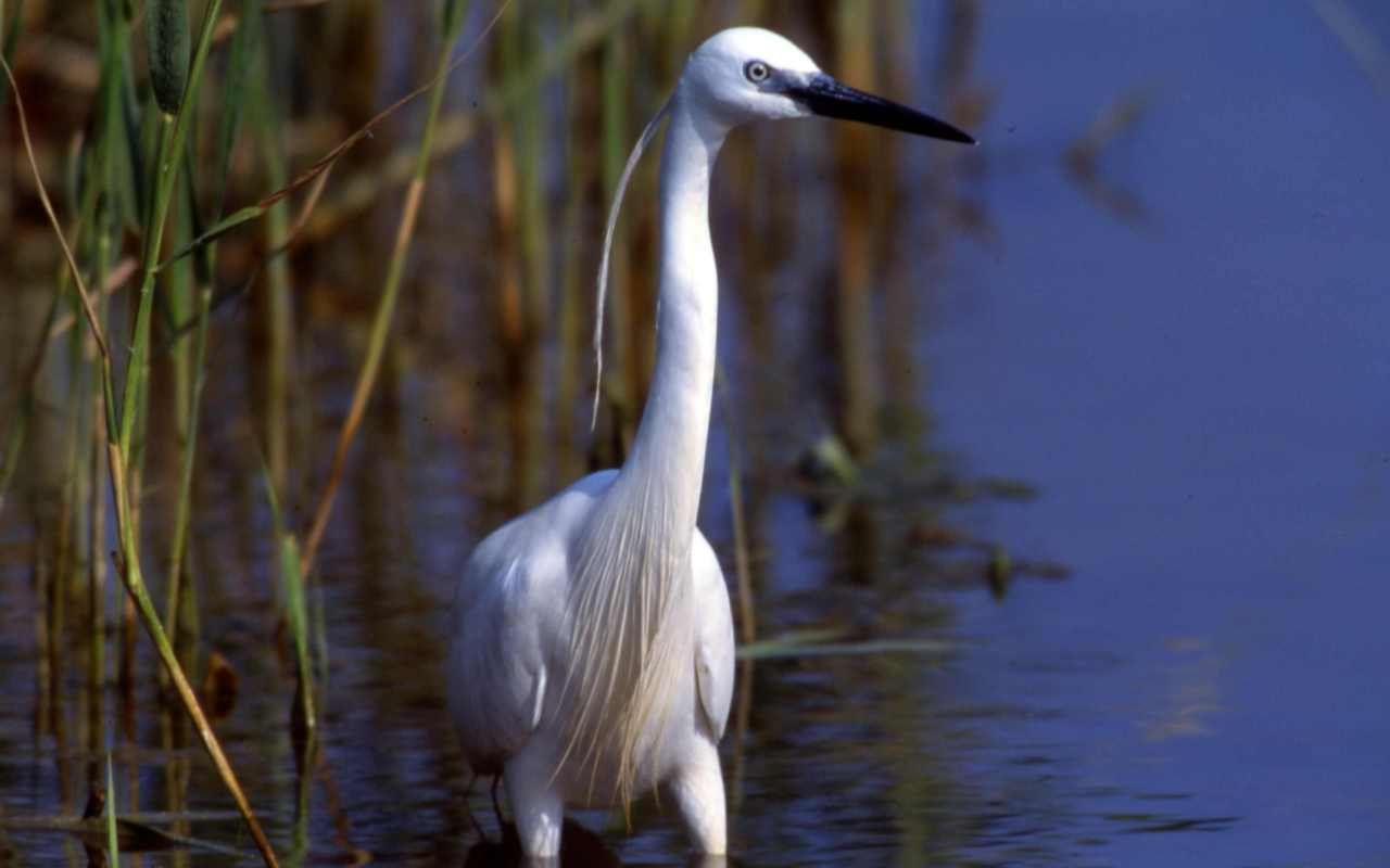 Apprenez connaitre les oiseaux du littoral sablais en Vend e